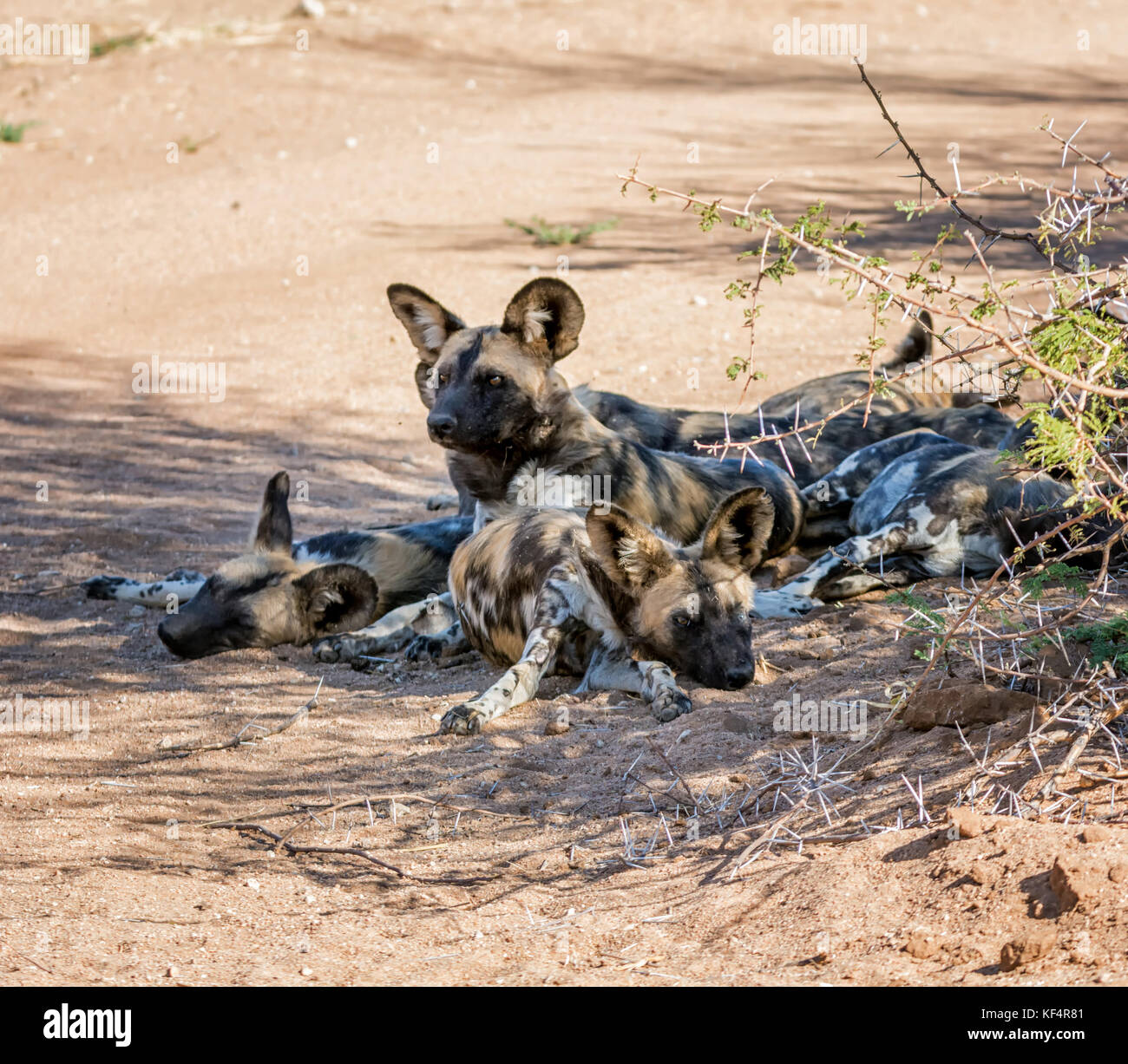 African Wild Dogs in Namibian savanna Stock Photo Alamy