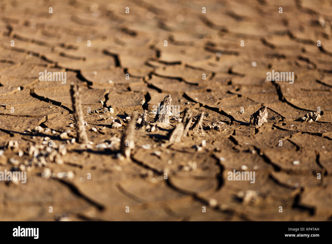 Cracks in drought affected earth Stock Photo Alamy