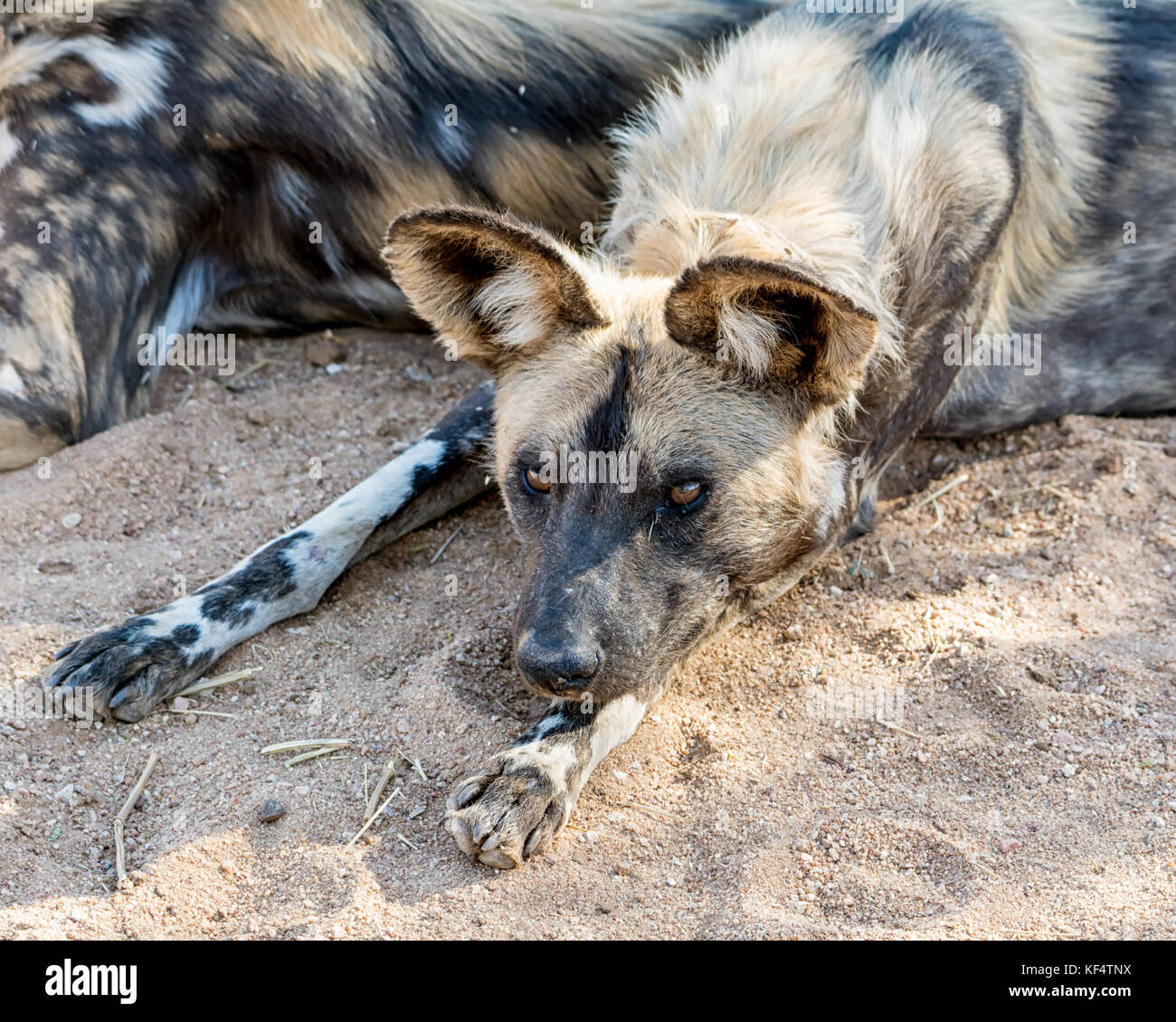 African Wild Dogs in Namibian savanna Stock Photo Alamy