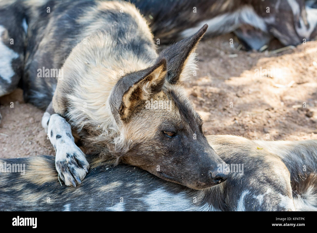African Wild Dogs in Namibian savanna Stock Photo Alamy