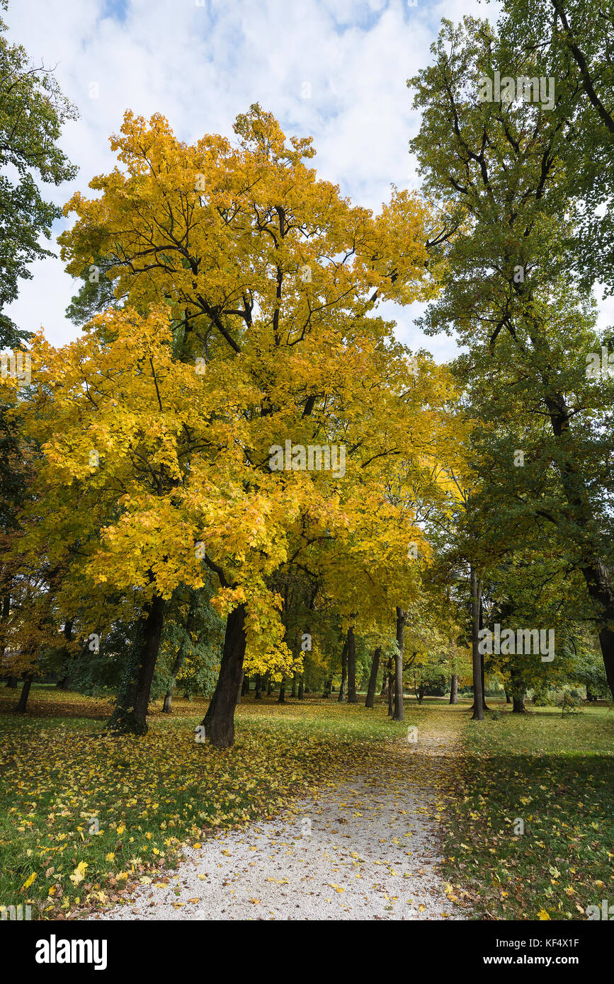 The tree in the park in the fall with yellow leaves Stock Photo - Alamy