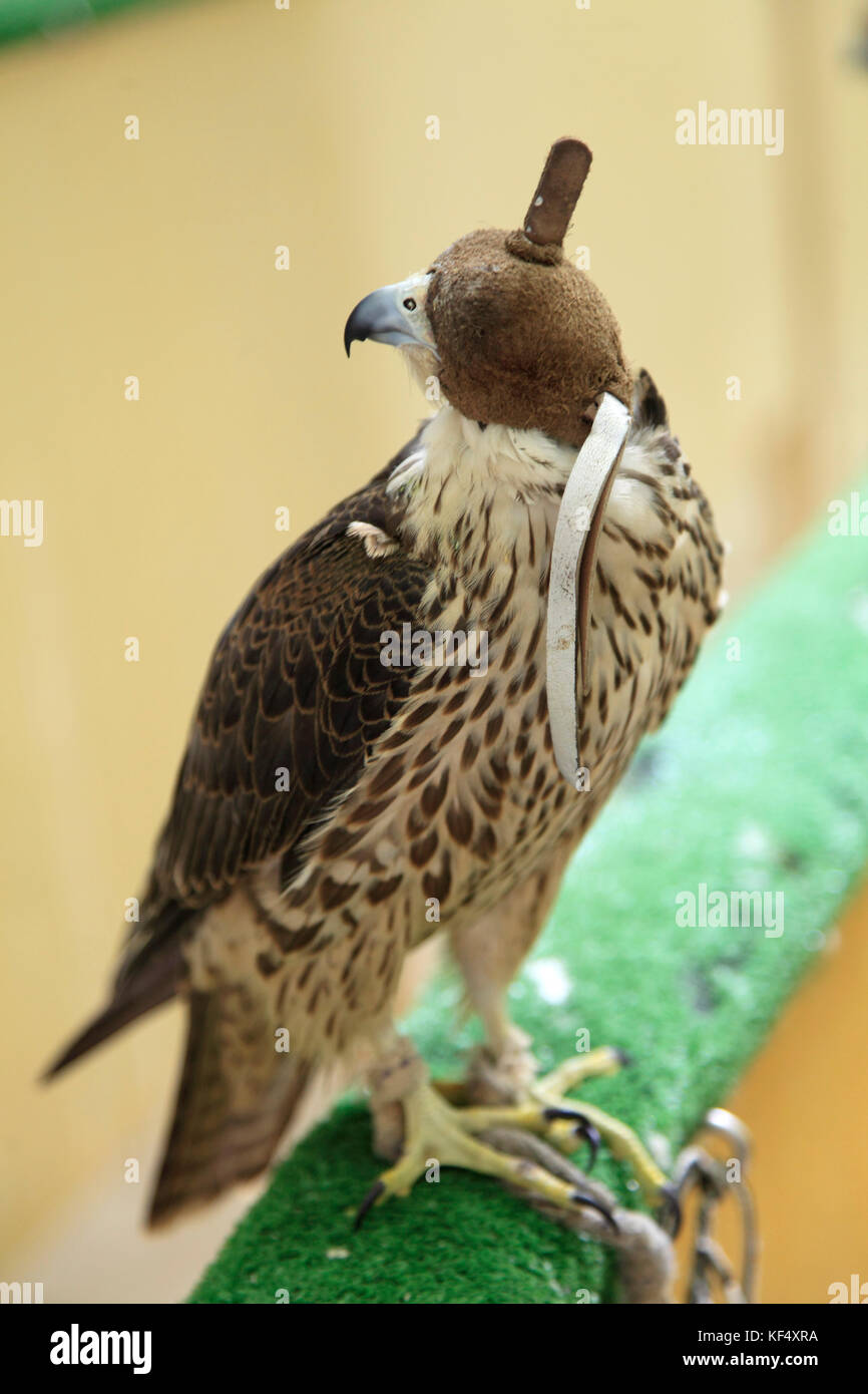 Qatar, Doha, Souq Waqif, falcon souq, falcon Stock Photo - Alamy