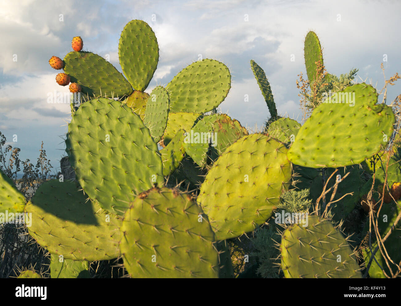 Prickly pear cactus fruits (Indian Fig Stock Photo - Alamy