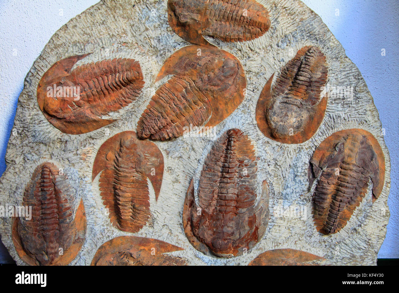 Spain, Andalusia, Seville, fossils Stock Photo Alamy
