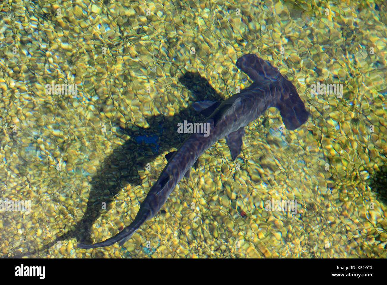Hawaii, Maui, hammerhead shark Stock Photo Alamy