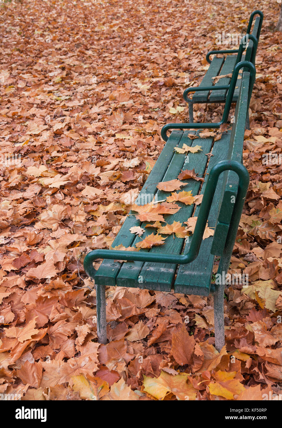 Two benches in the park with red foliage all around Stock Photo - Alamy