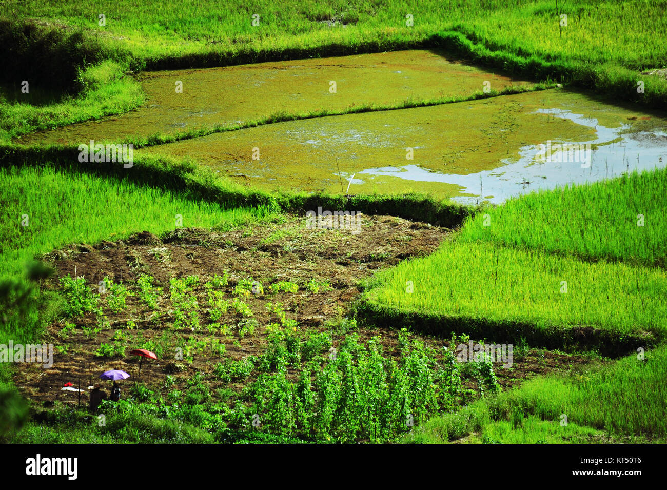 Ricefield, Sagada, Luzon, Philippines Stock Photo