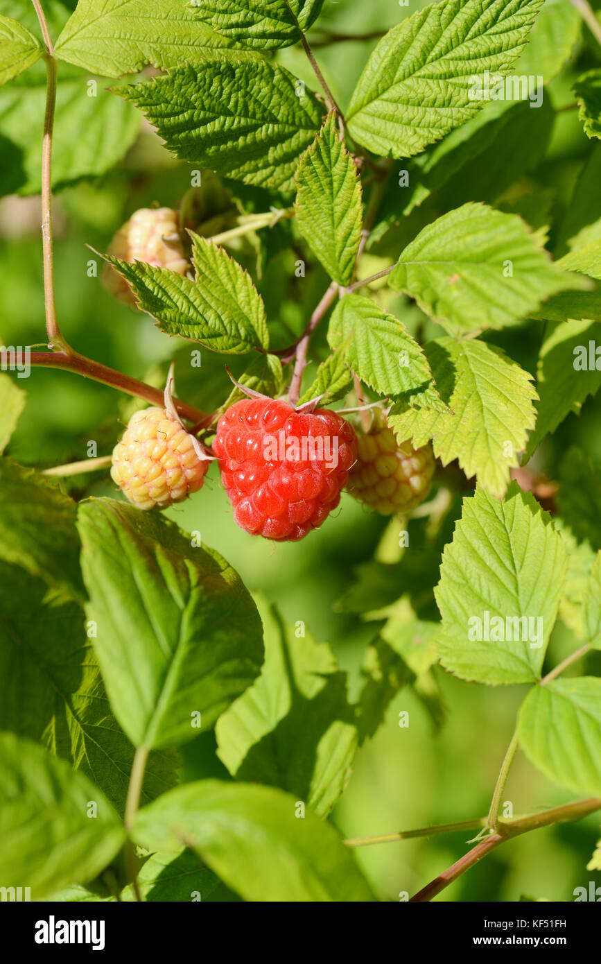 Ripe raspberry on bush Stock Photo