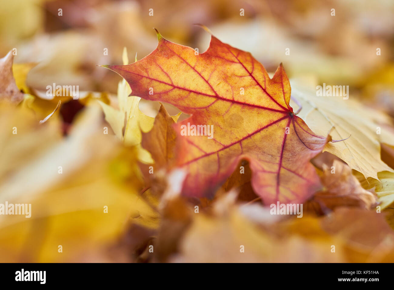 Autumn motives Leaves on the Ground, Macro Close Up Stock Photo - Alamy