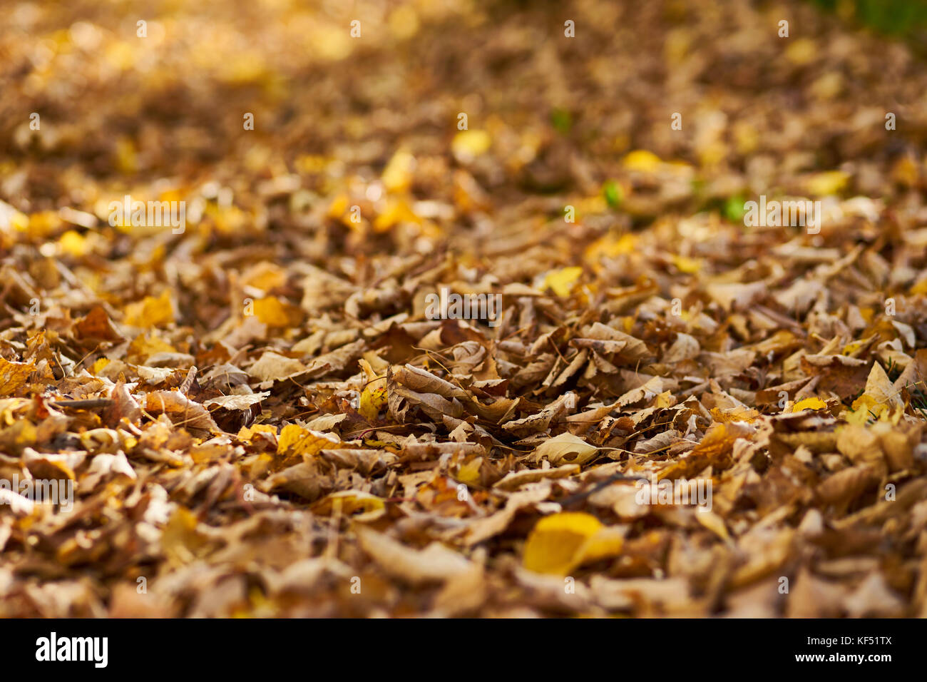 Autumn mood Yellow Leaves on the Ground Stock Photo - Alamy
