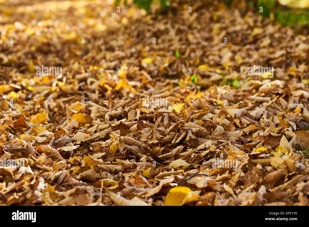 Autumn mood Yellow Leaves on the Ground Stock Photo - Alamy