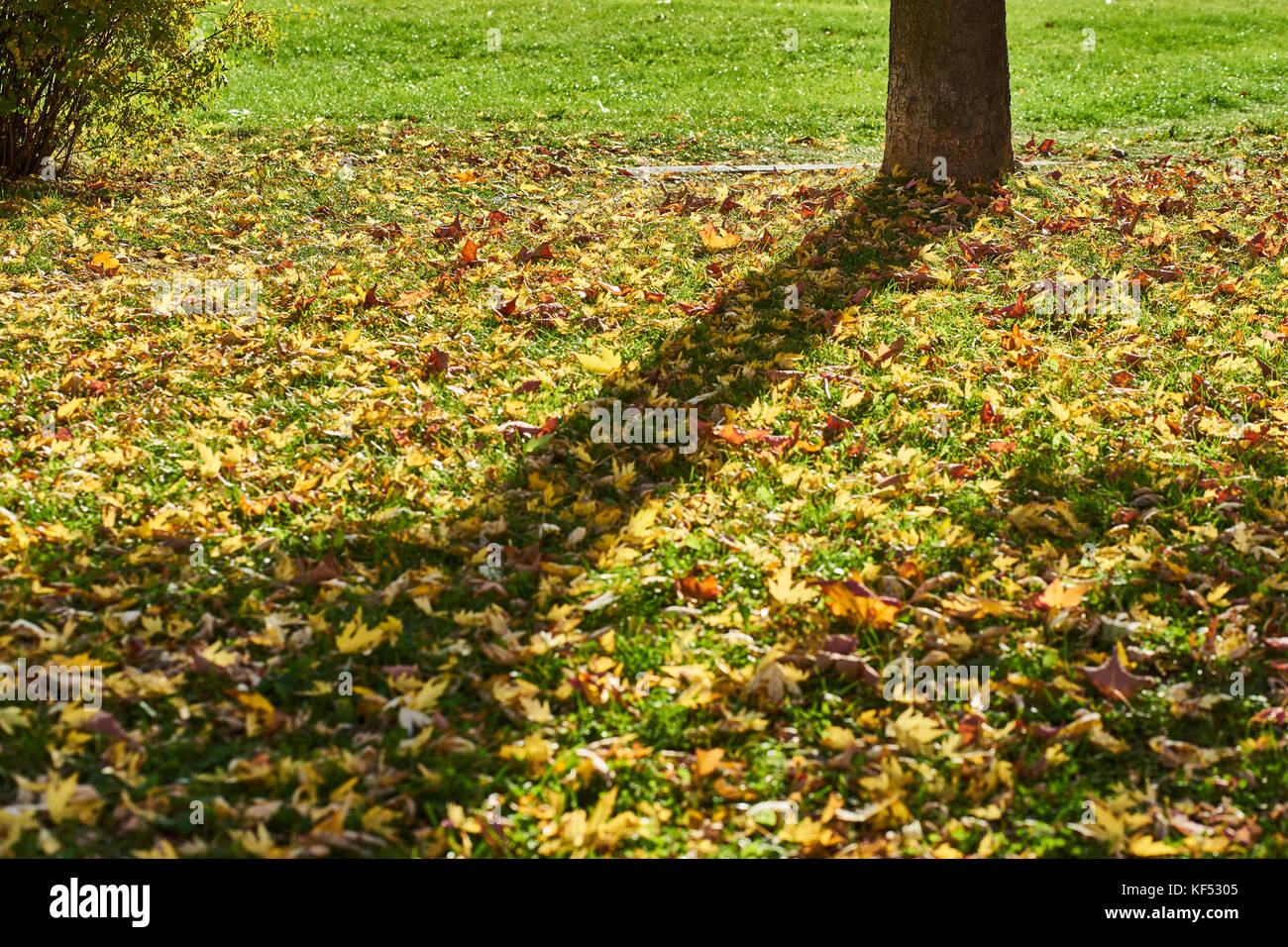 Autumn mood Yellow Leaves on the Ground Stock Photo - Alamy