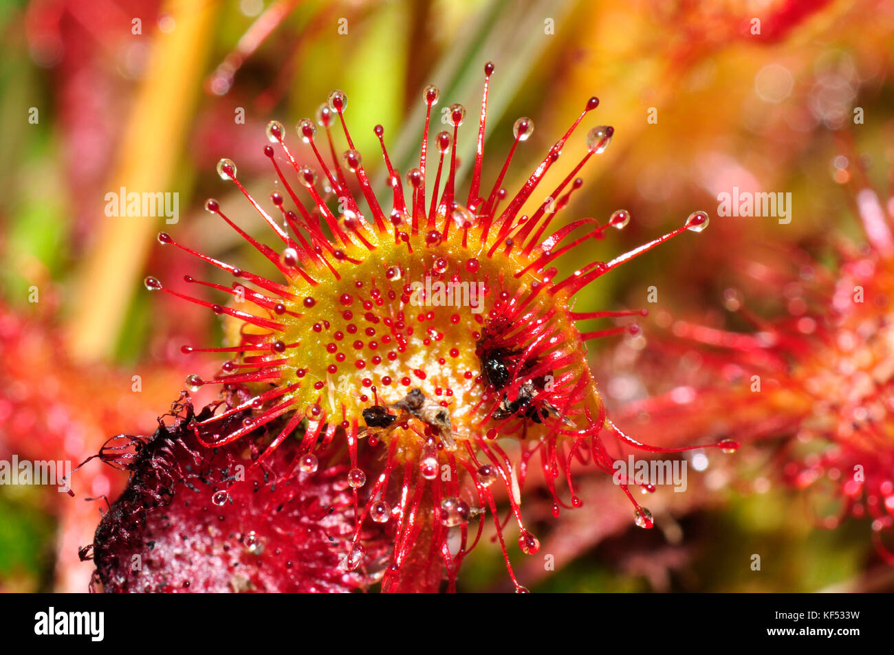 Round-leaved Sundew'Drosera rotundifolia' Carnivorous plant of boggy ground. Close up showing small insect on the sticky hairs of the 'pin-cushions'.  Stock Photo