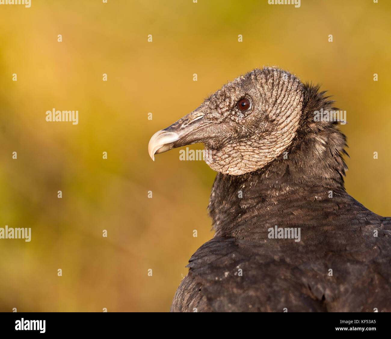 American black vulture from the Anhinga Trail in Everglades National Park near Homestead