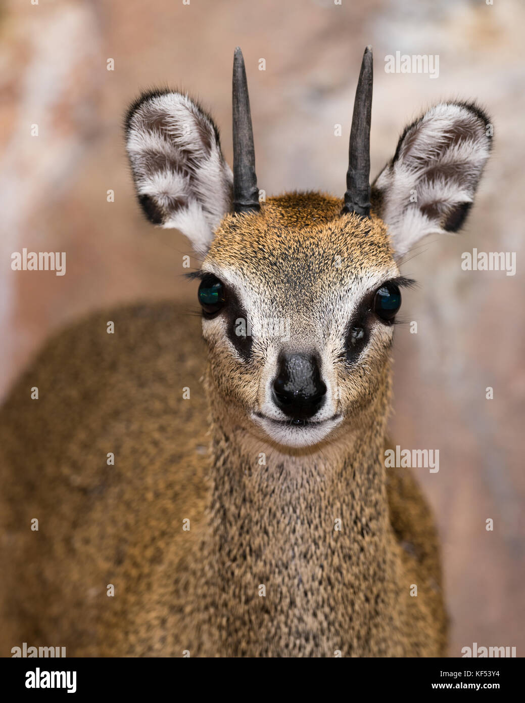 African Antelope Face