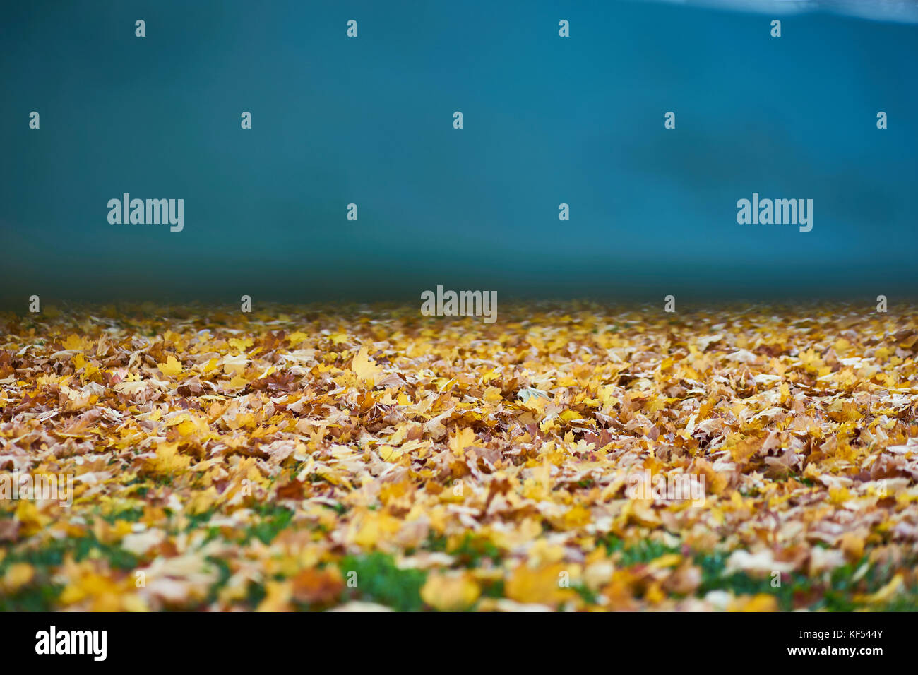 Autumn mood Yellow Leaves on the Ground Stock Photo - Alamy