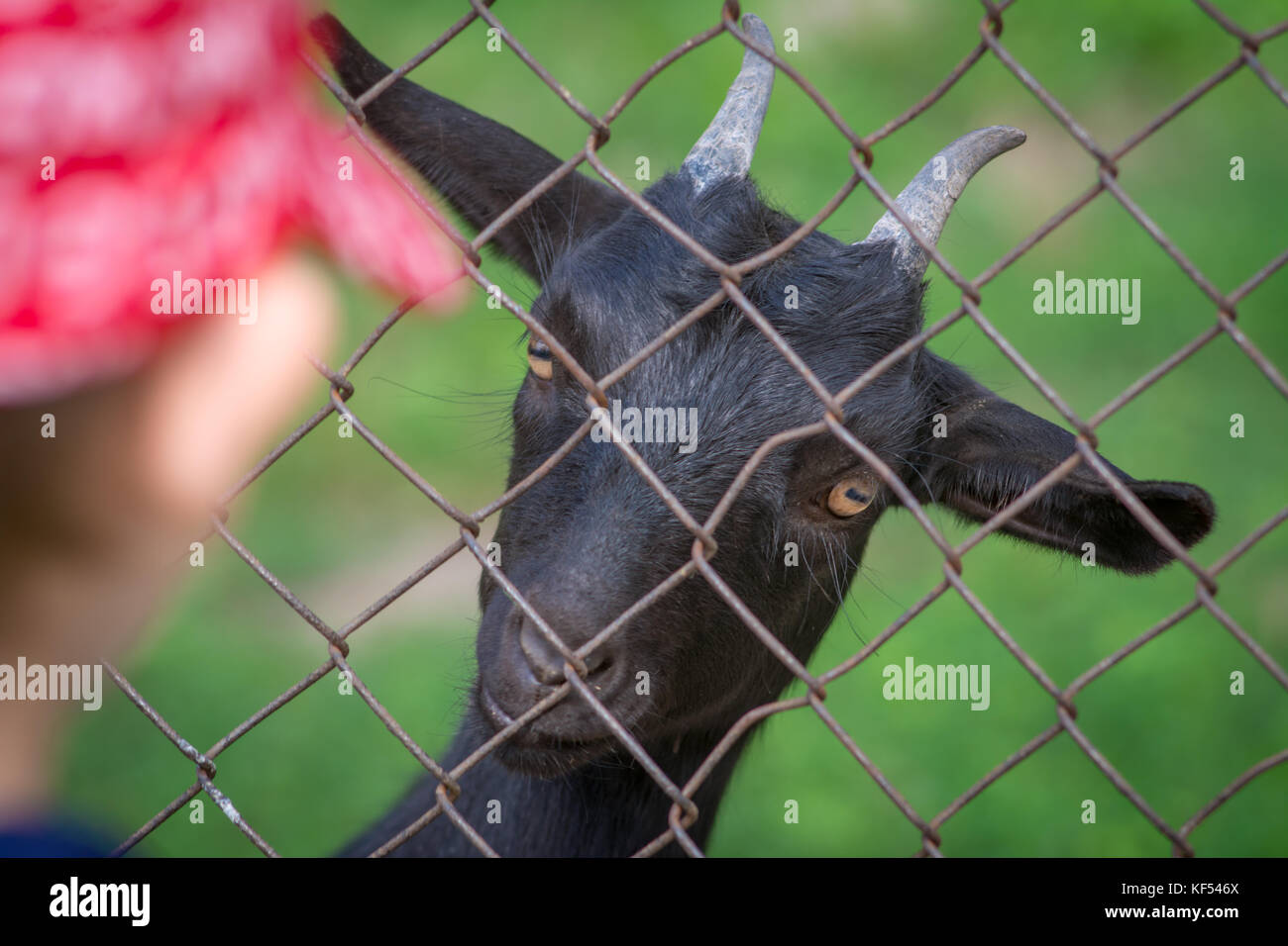 Goat looks at the child at the zoo. Goat, summer, nature, face, animal, farm, curious, cute, home, mammal, portrait, funny, black, close-up, head, vie Stock Photo