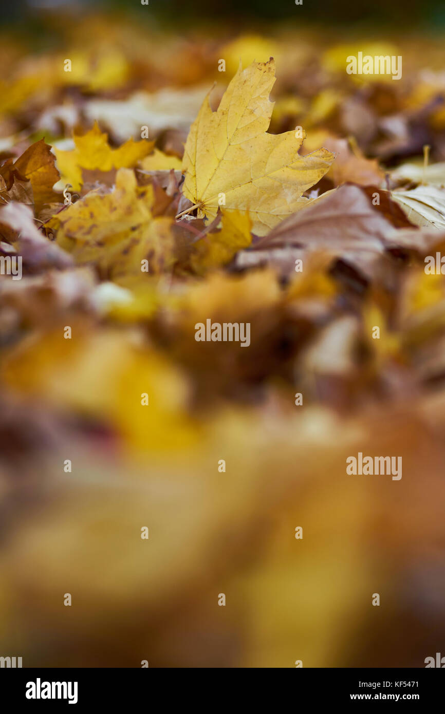 Autumn mood Yellow Leaves on the Ground Stock Photo - Alamy