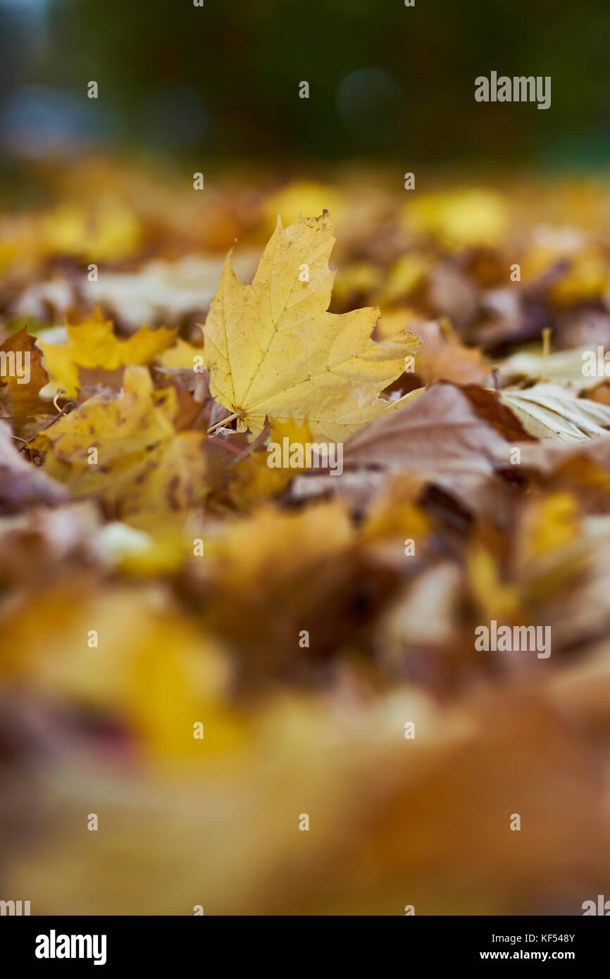Autumn mood Yellow Leaves on the Ground Stock Photo - Alamy