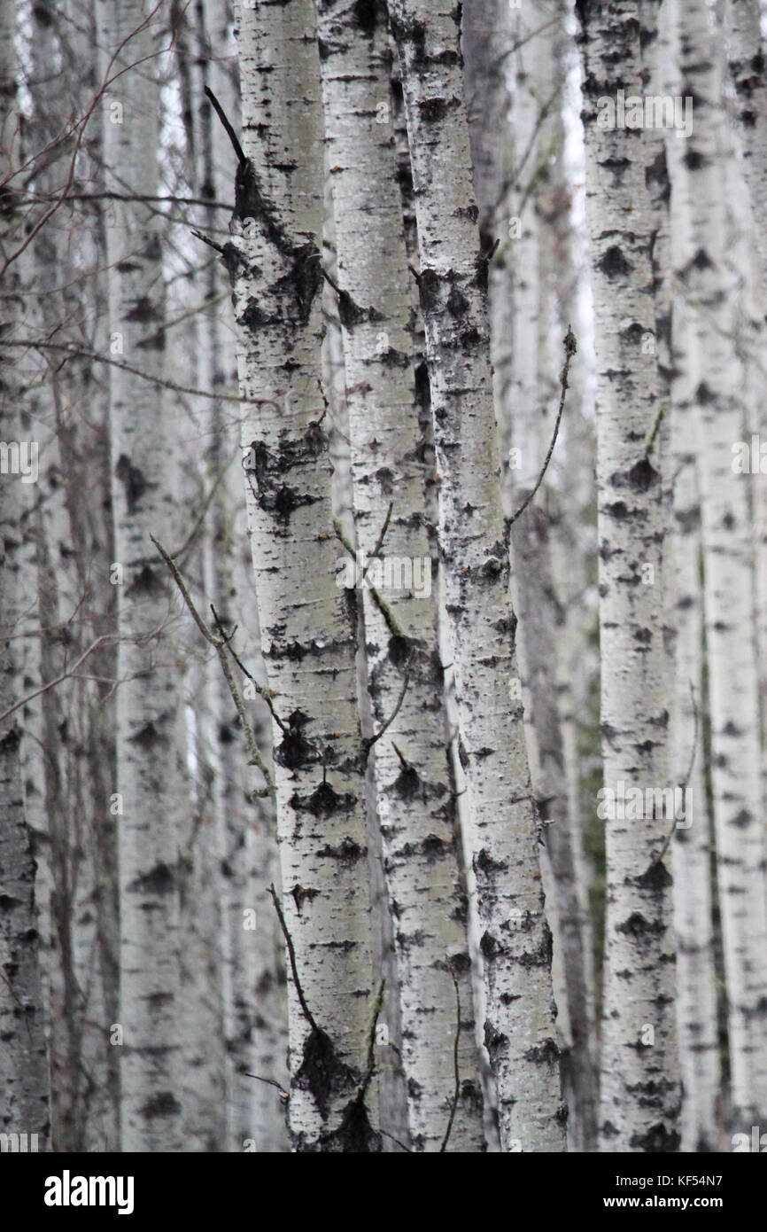 birch trees bark gardening essay
