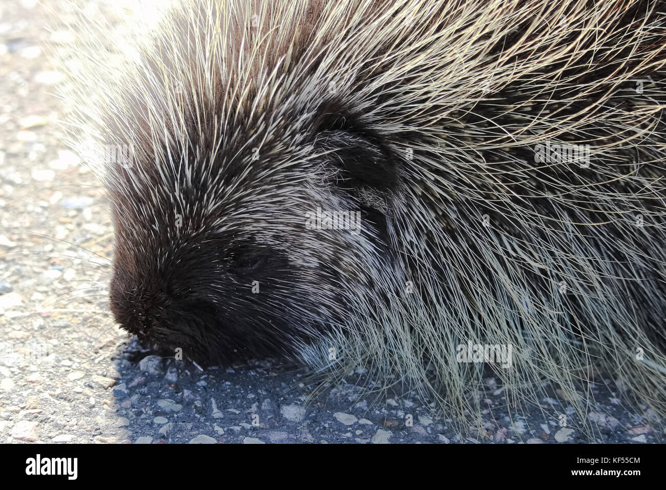 Porcupine damage hires stock photography and images Alamy