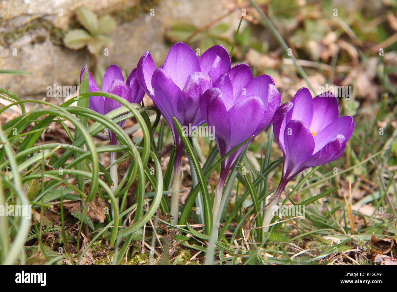 Crocuses / A group of crocuses in the grass Stock Photo - Alamy