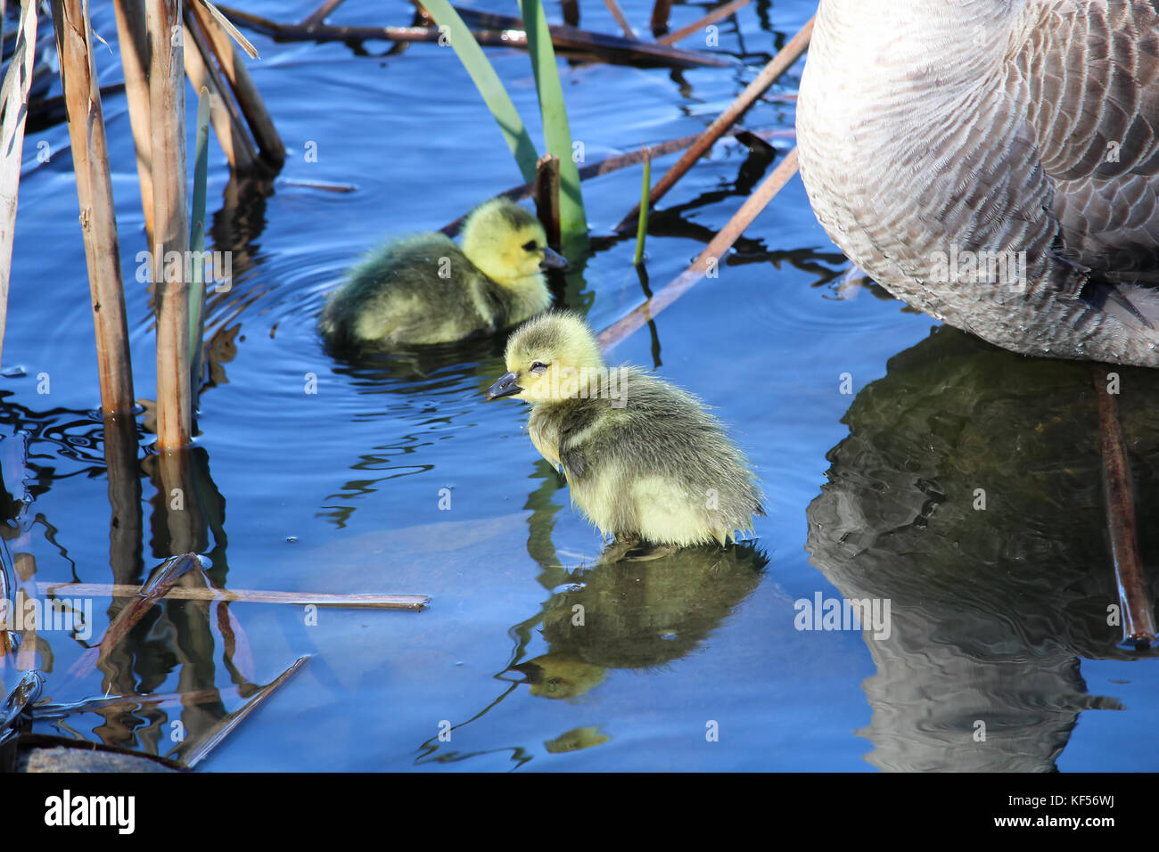 A mother goose watches her goslings as they explore by the shore. Stock Photo