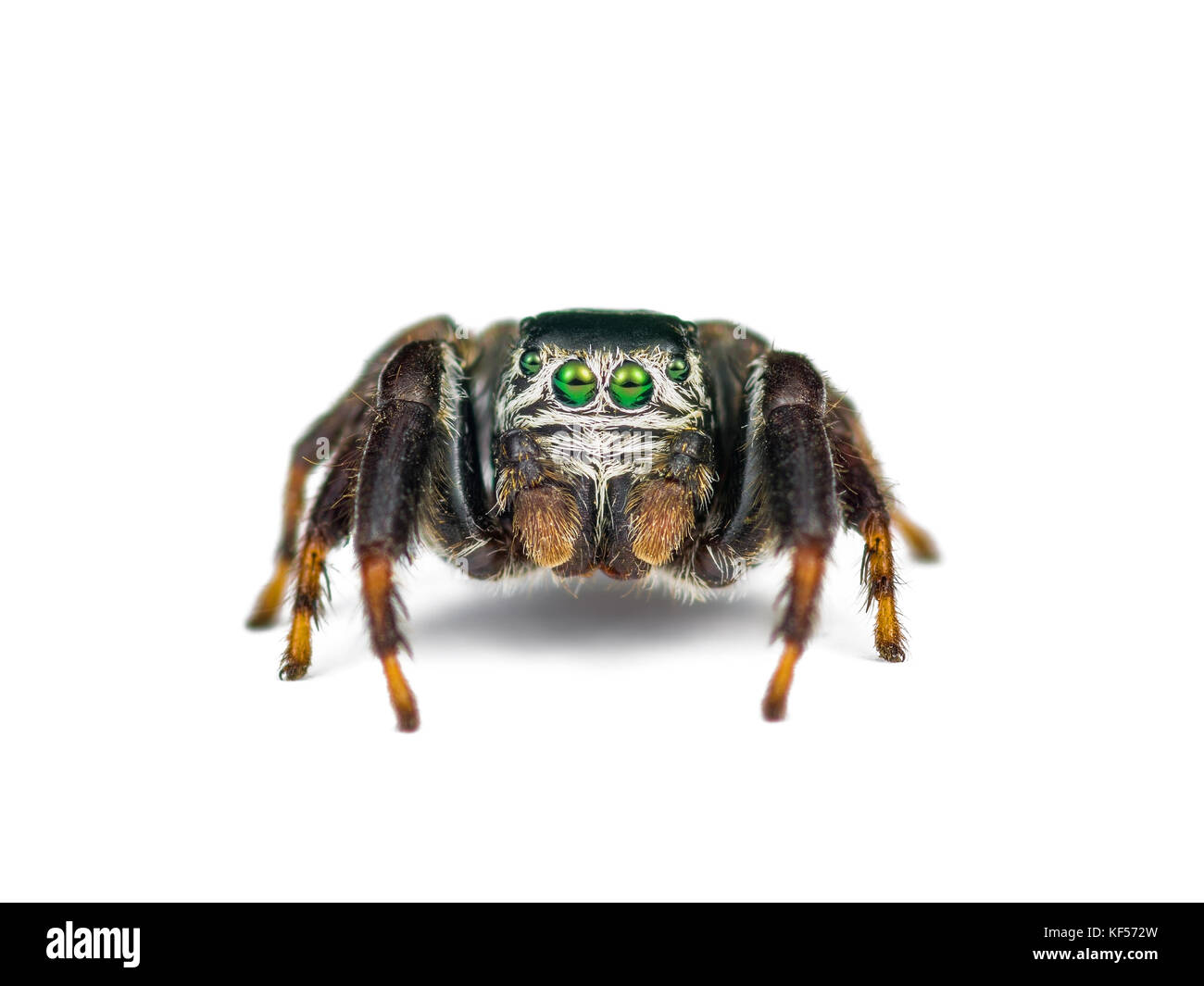 Jumping Spider Arachnid Insect Isolated on White Stock Photo