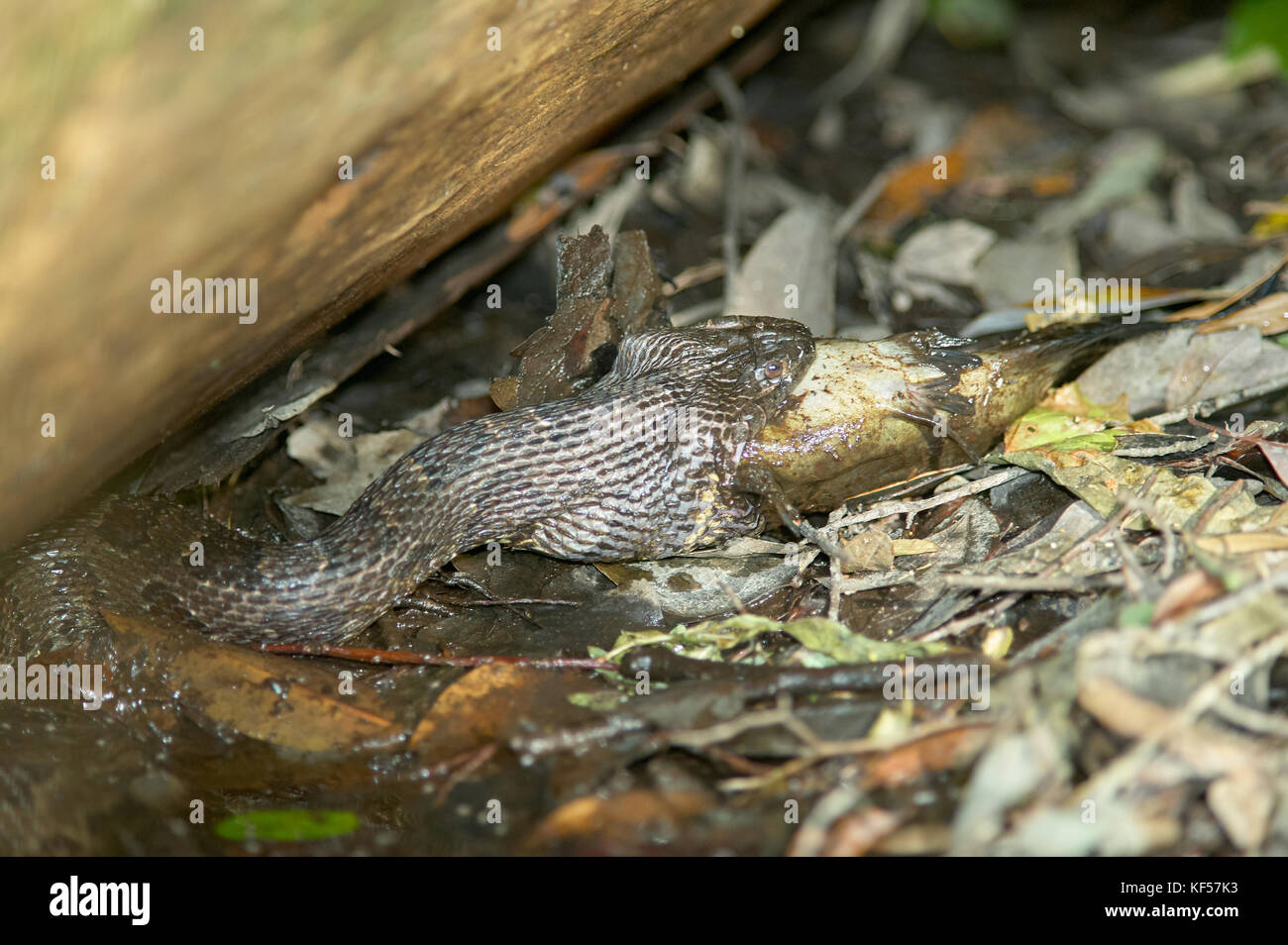 Water moccasin swallowing catfish at Okefenokee Swamp, USA