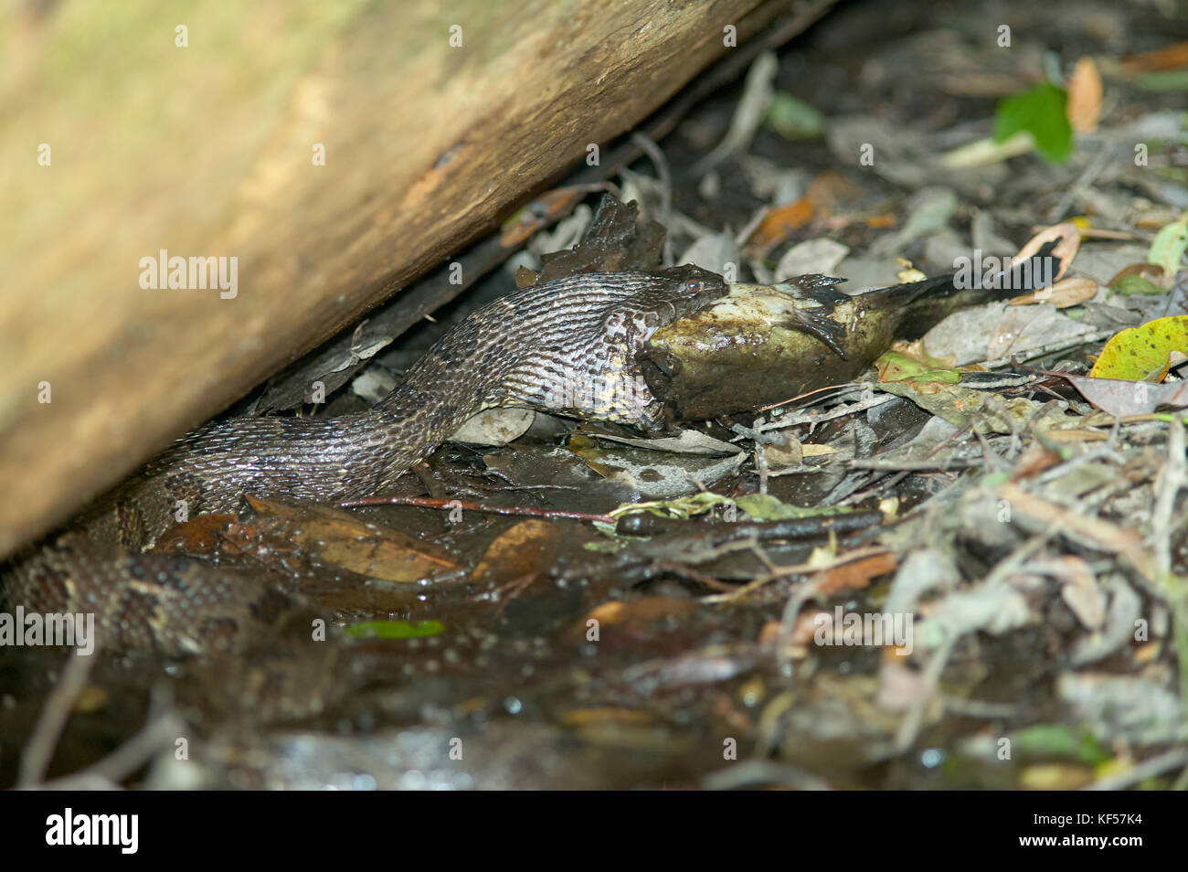 Water moccasin swallowing fish at Okefenokee Swamp, USA Stock