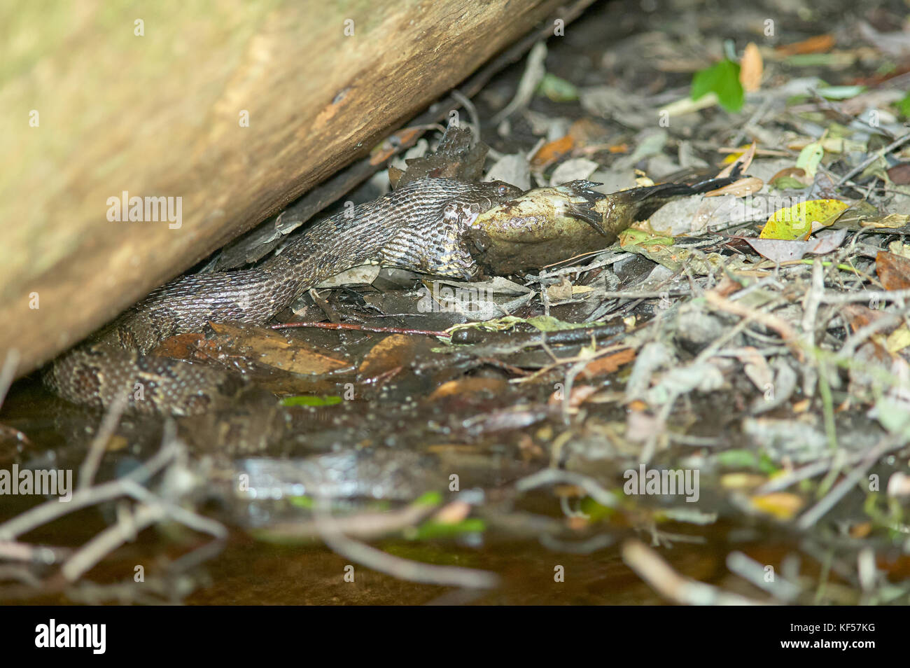 Agkistrodon piscivorus snake eating catfish in shallow water at