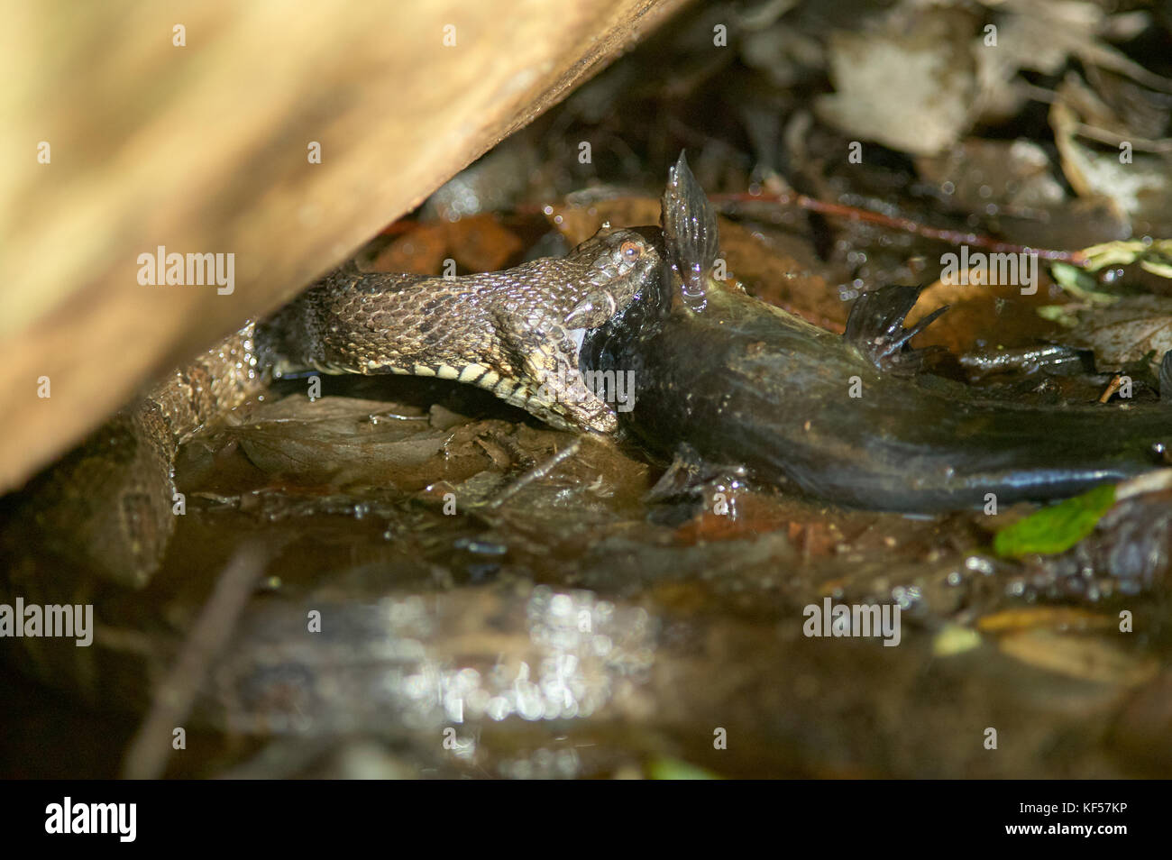 Water moccasin poisonous snake killing catfish at Okefenokee Swamp