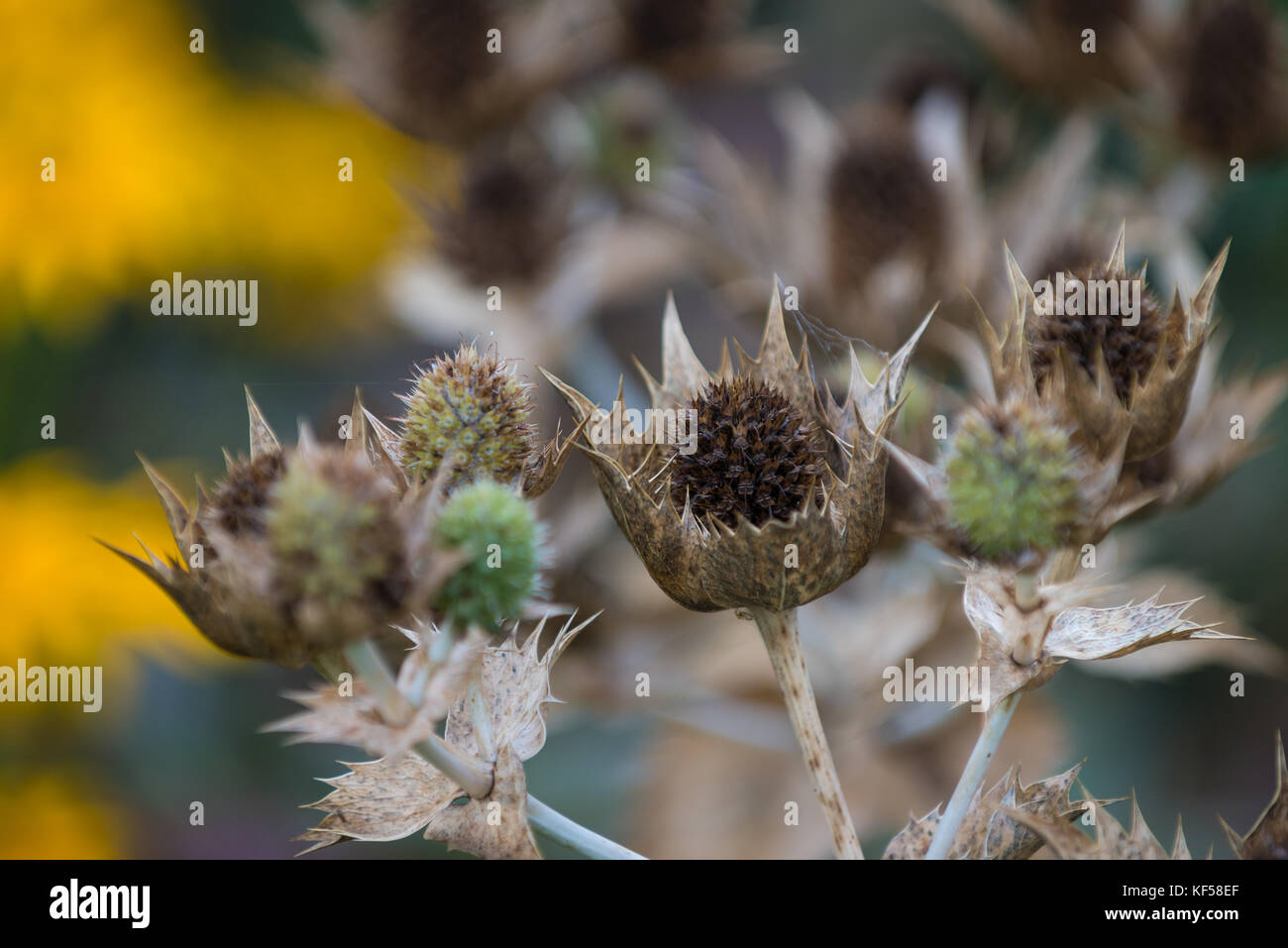 Eryngium giganteum with the common name Miss Willmott's Ghost in Kew