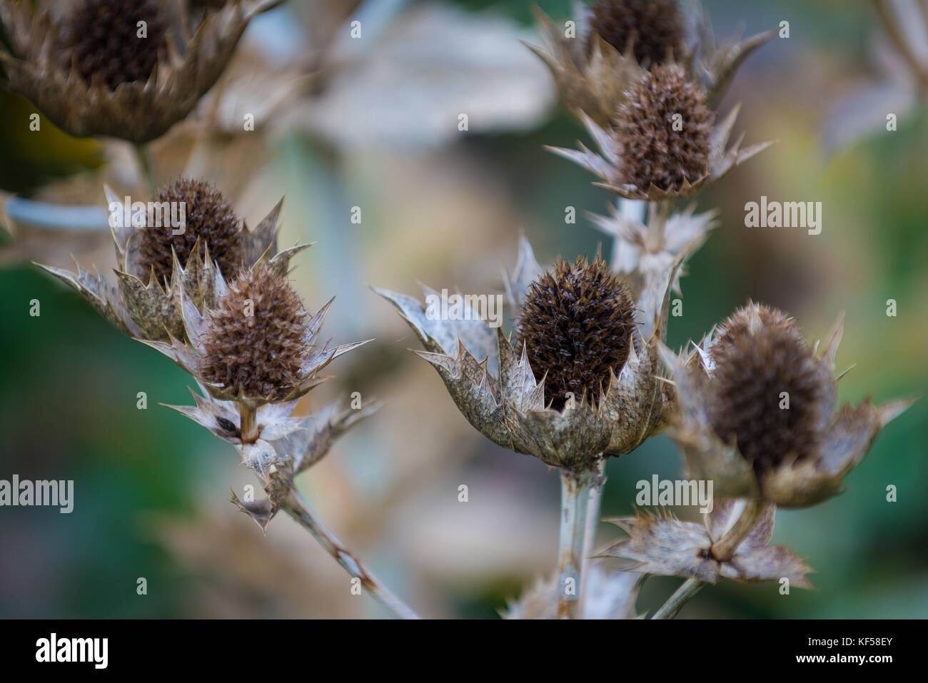 Eryngium giganteum with the common name Miss Willmott's Ghost in Kew