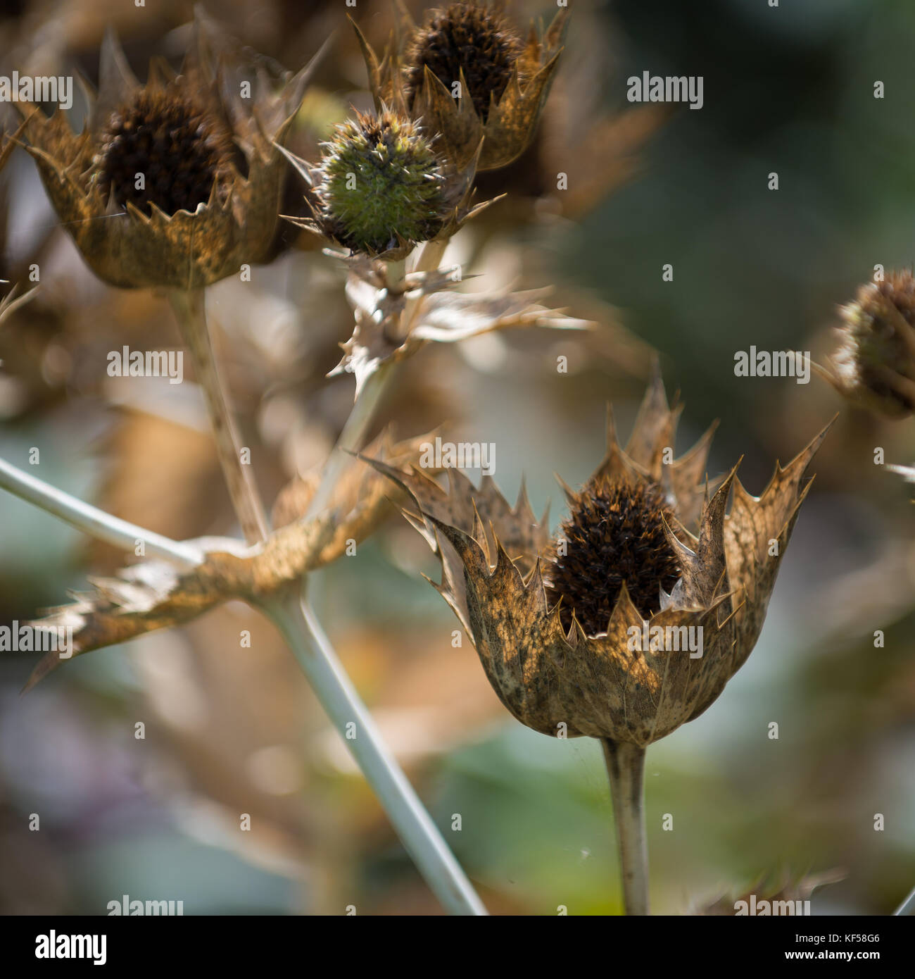 Eryngium giganteum with the common name Miss Willmott's Ghost in Kew Royal Botanic Gardens in London, United Kingdom Stock Photo