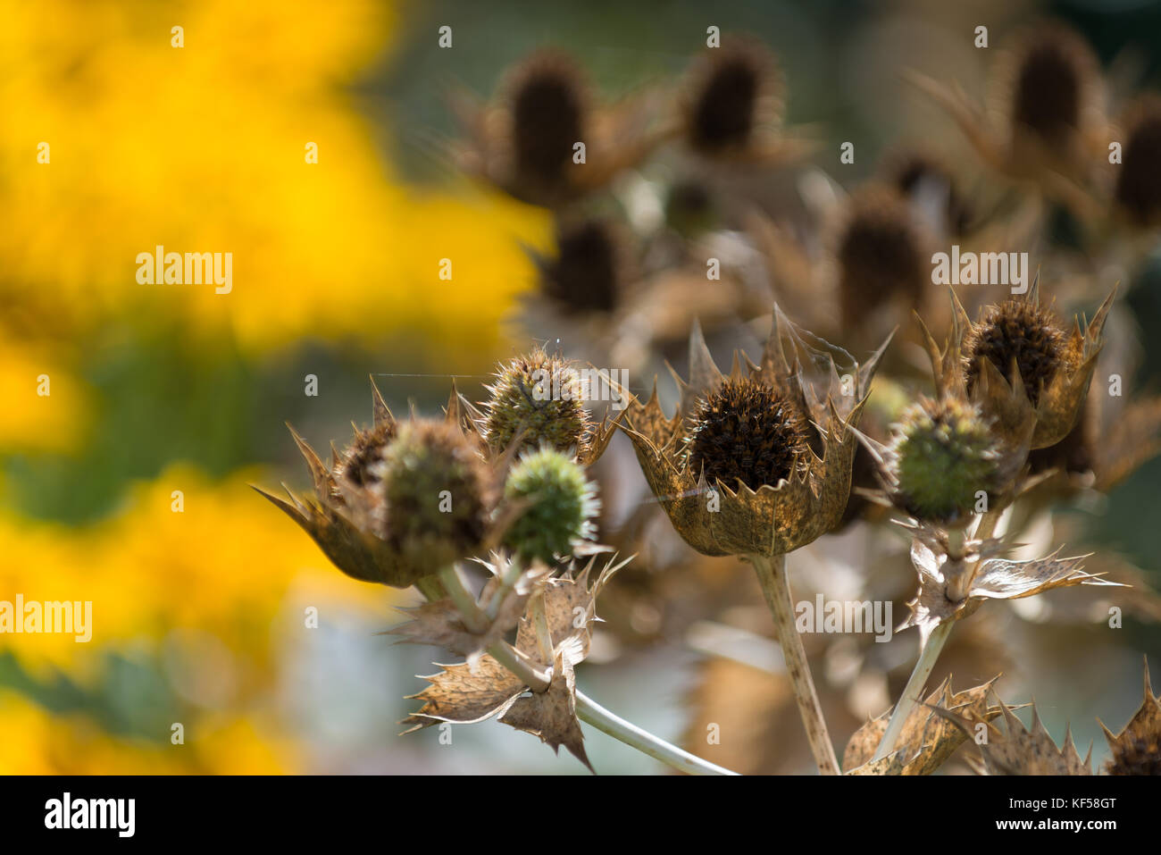 Eryngium giganteum with the common name Miss Willmott's Ghost in Kew Royal Botanic Gardens in London, United Kingdom Stock Photo