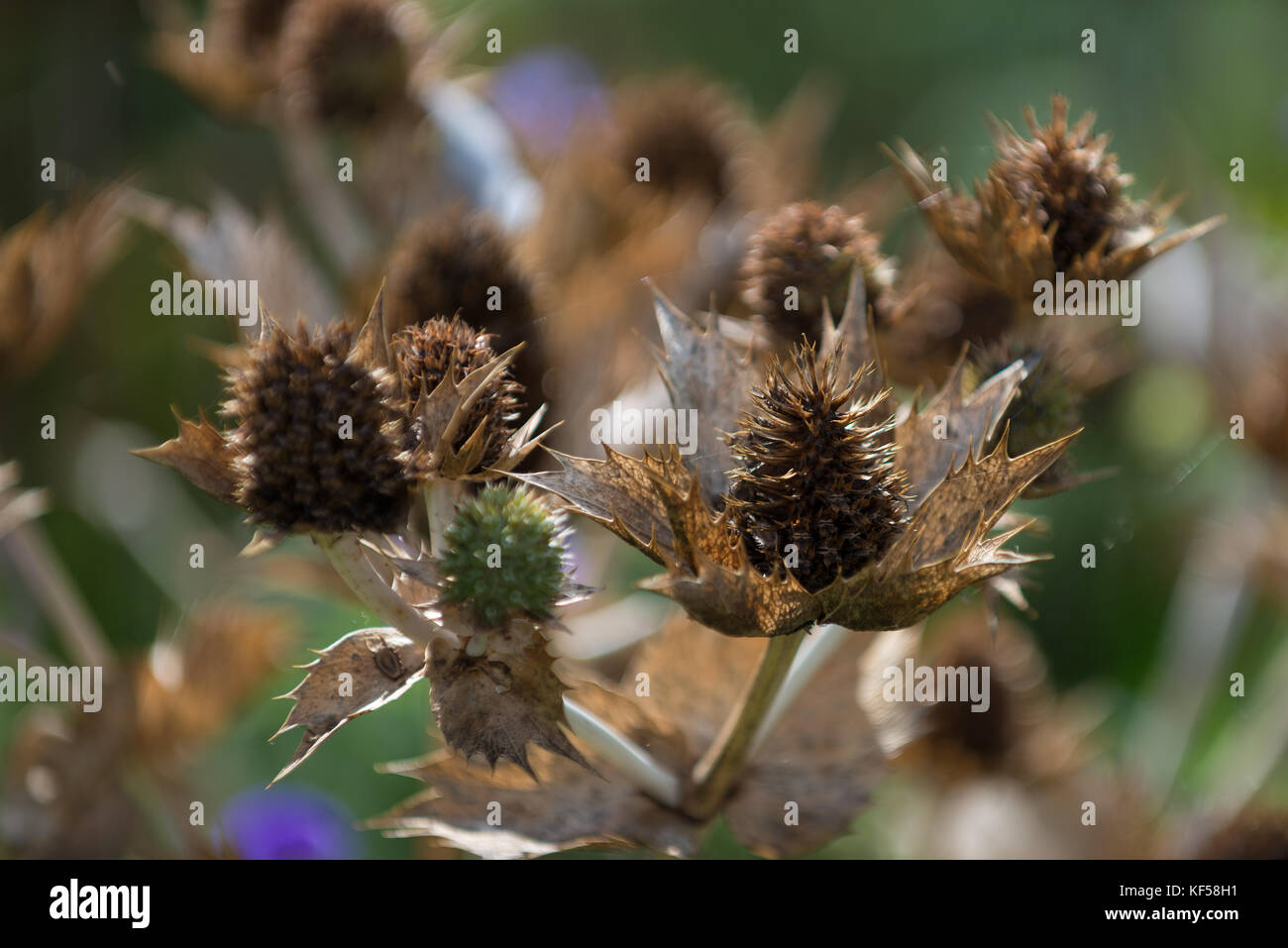 Eryngium giganteum with the common name Miss Willmott's Ghost in Kew