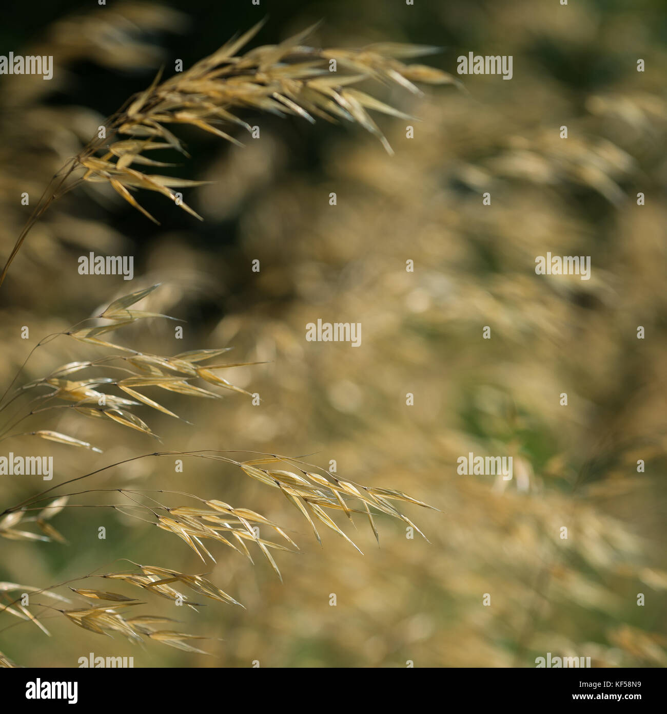 Stipa gigantea commonly known as giant feather grass in Kew Royal Botanic Gardens in London, United Kingdom Stock Photo