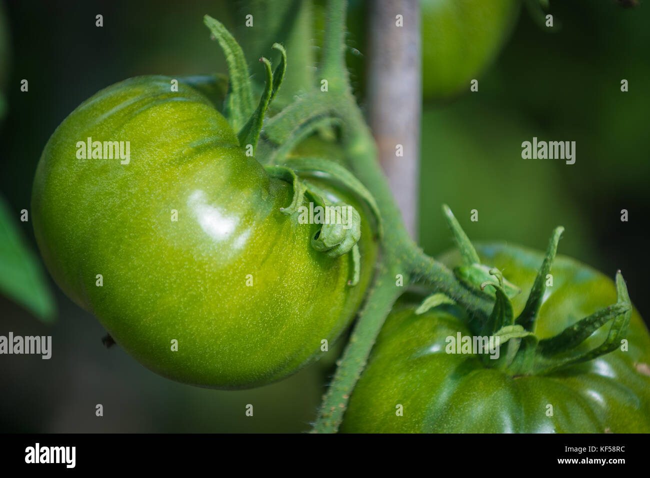 Tomatoes, fruit of the plant Solanum lycopersicum in Kew Botanic Gardens, London, United Kingdom Stock Photo