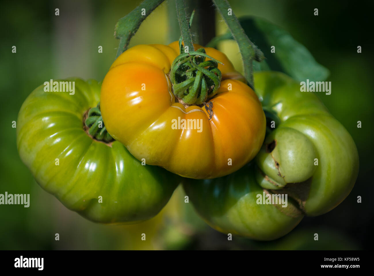 Tomatoes, fruit of the plant Solanum lycopersicum in Kew Botanic Gardens, London, United Kingdom Stock Photo