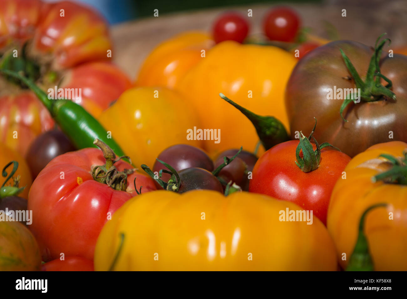 Tomatoes, fruit of the plant Solanum lycopersicum in Kew Botanic Gardens, London, United Kingdom Stock Photo