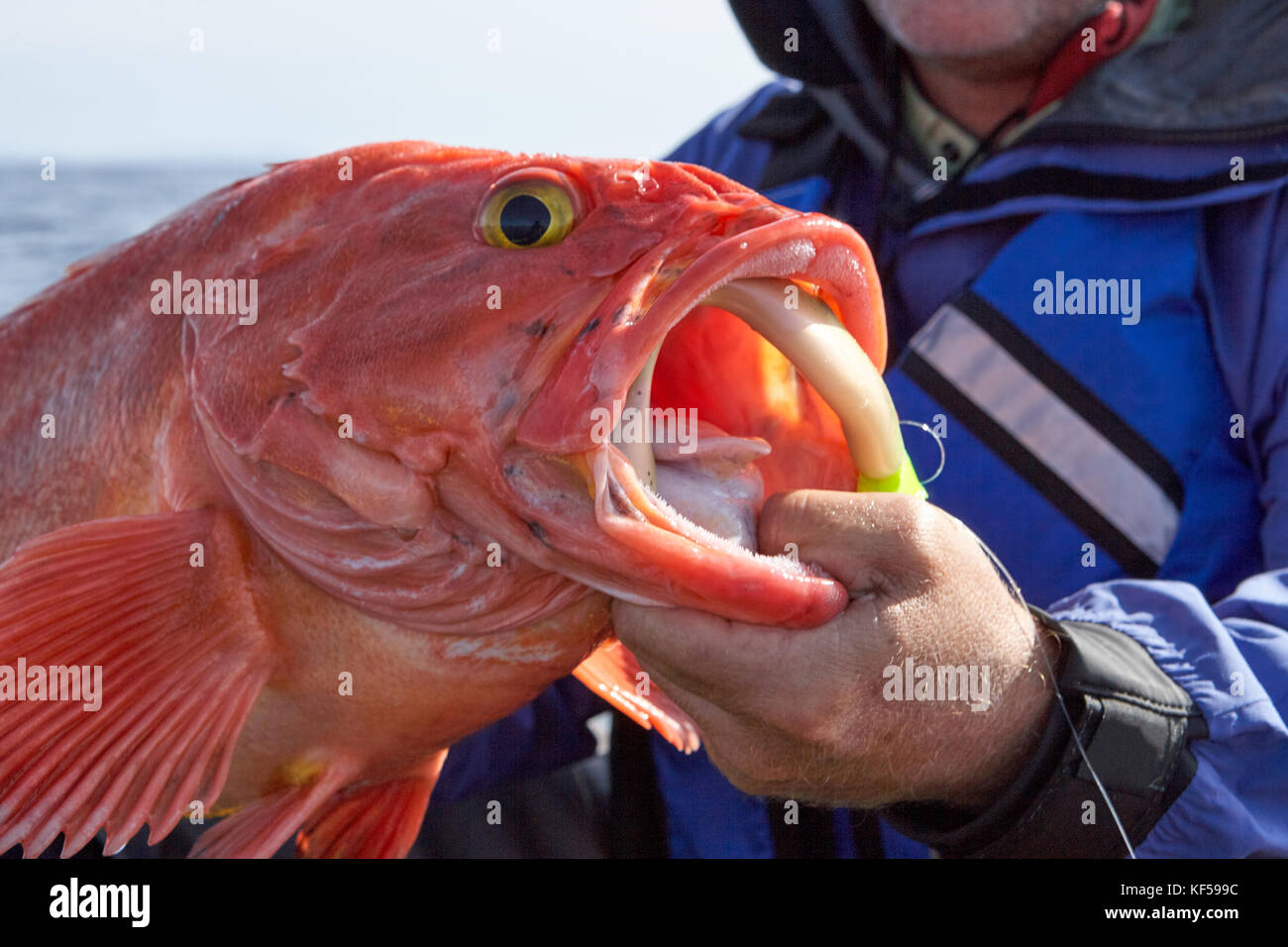 Fisherman holding up a freshly caught rockfish with its mouth open over a lure and line in a close up view of the head of the fish Stock Photo