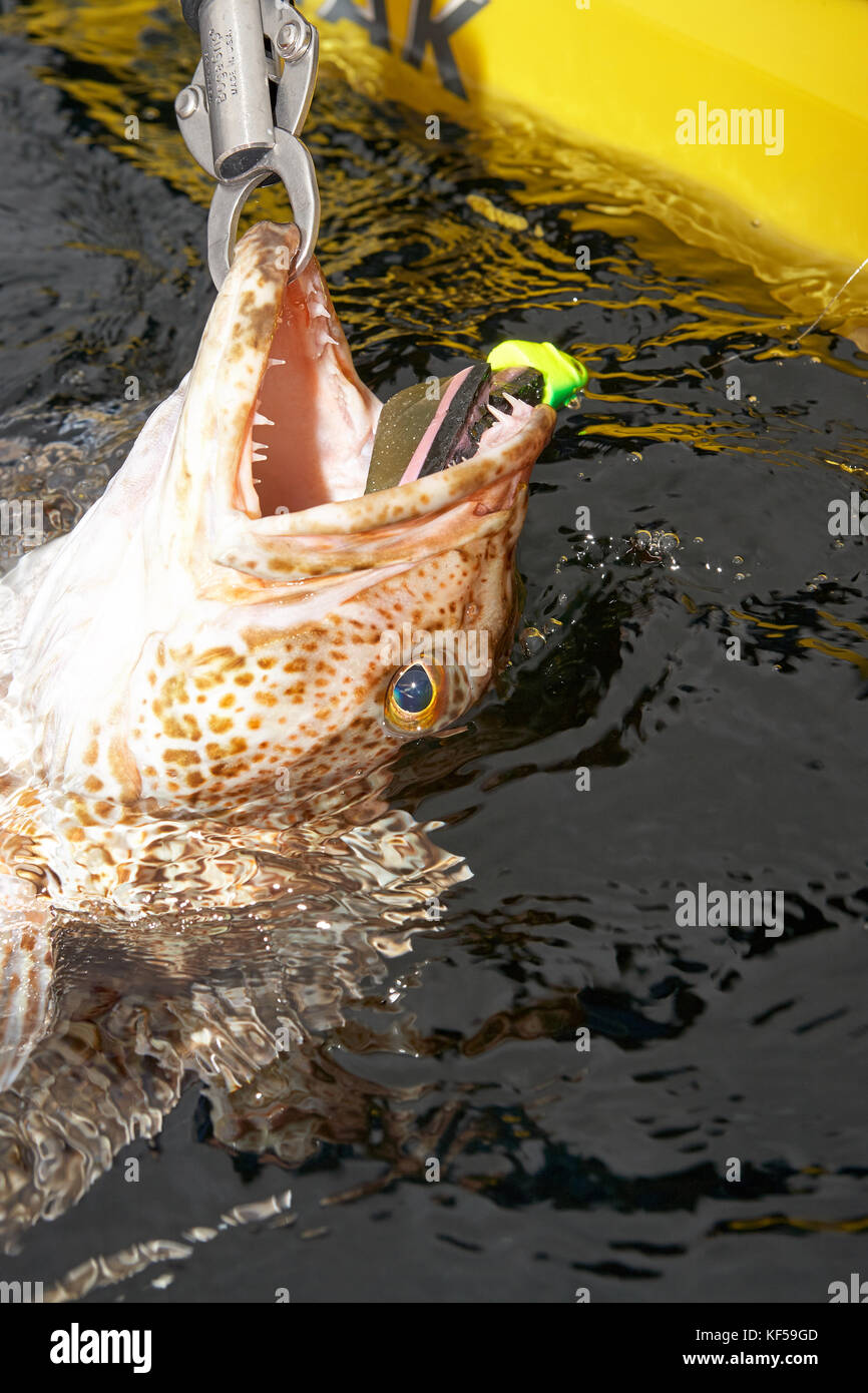 Large ling cod game fish being landed in a kayak with a close up view of its head in the water with hook and lure being pulled up by a grapple Stock Photo