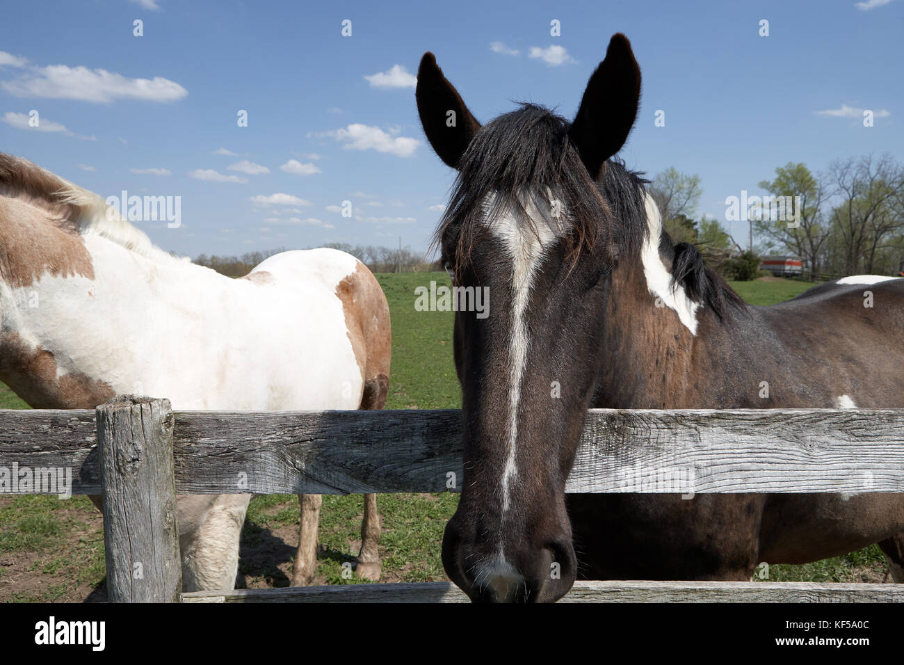 Two calm horses standing at fence in pasture on sunny day Stock Photo
