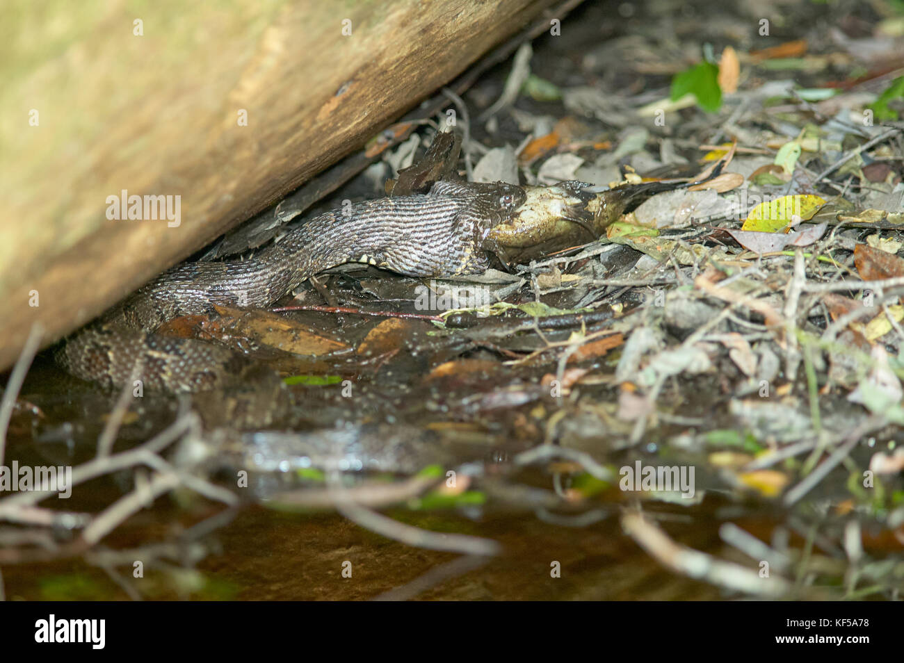 Water moccasin hunting catfish in shallow water at Okefenokee Swamp