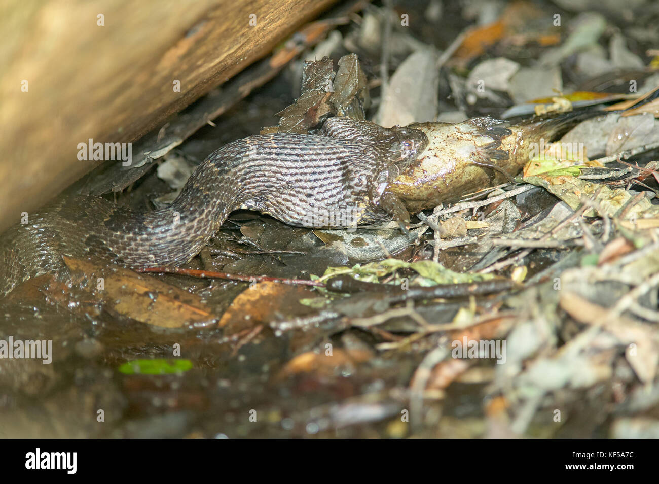Water moccasin eating catfish at shallow water at Okefenokee Swamp, USA