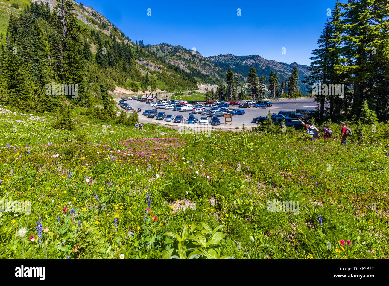 Parking area in Chinook Pass on the Mather Memorial Parkway in Mount Rainier National Park Washington during summer wildflower season Stock Photo