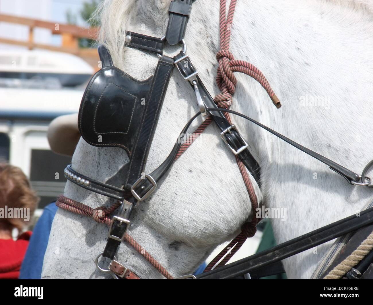 Draft horse in halter with blinkers Stock Photo