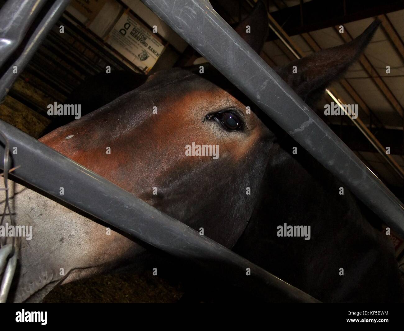 Close up of mule in paneled stall Stock Photo