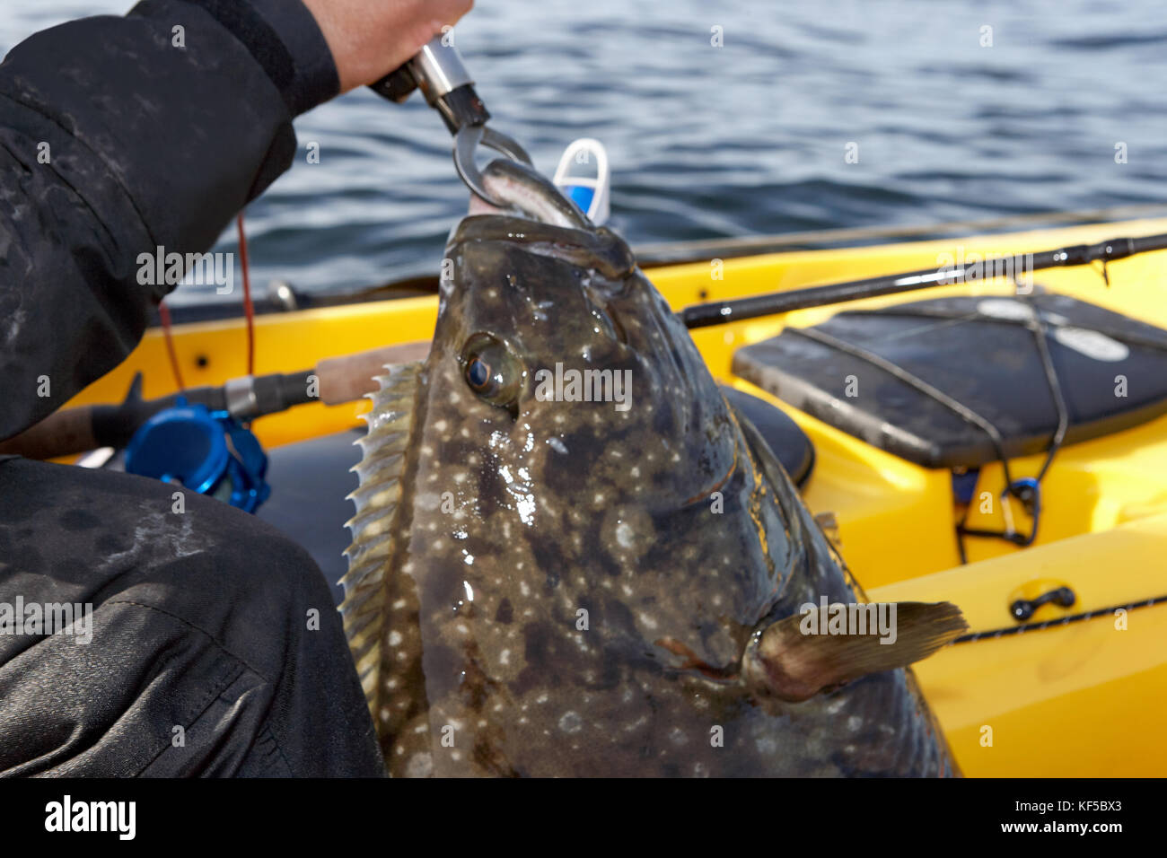Fish grabber hi-res stock photography and images - Alamy
